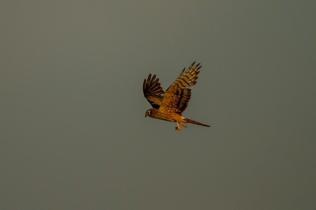 Foto un pájaro volando por el cielo