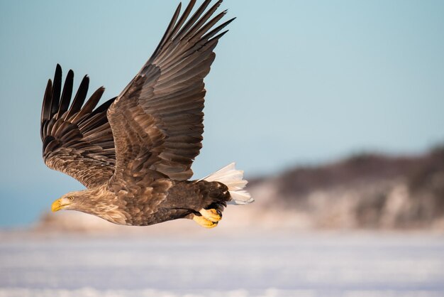 Un pájaro volando por el cielo