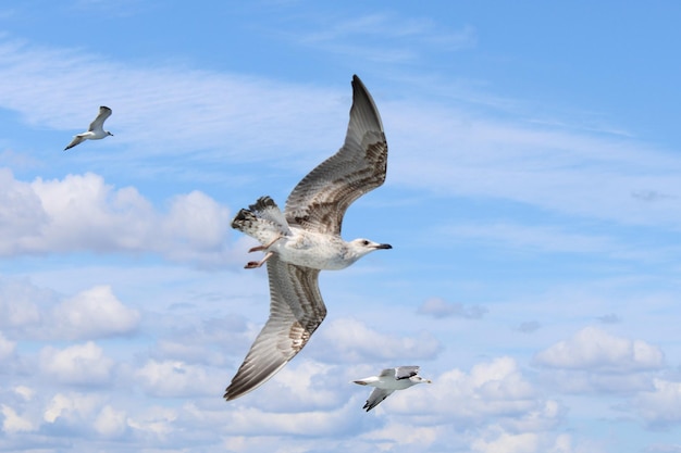 Un pájaro volando en el cielo