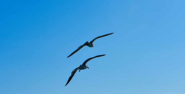 Un pájaro volando en el cielo