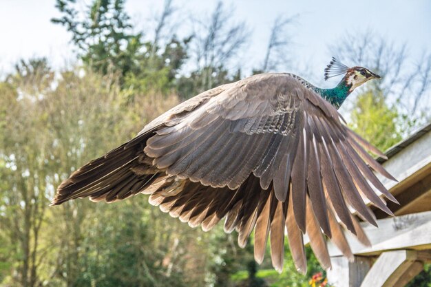 Foto un pájaro volando contra los árboles