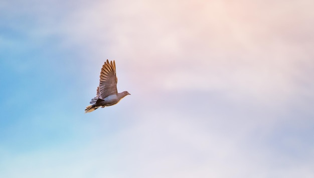 Un pájaro volando contra un cielo azul claro un concepto religioso de esperanza