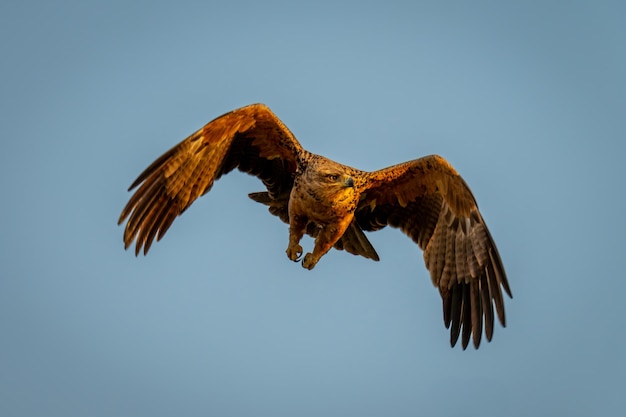 Foto un pájaro volando contra un cielo despejado