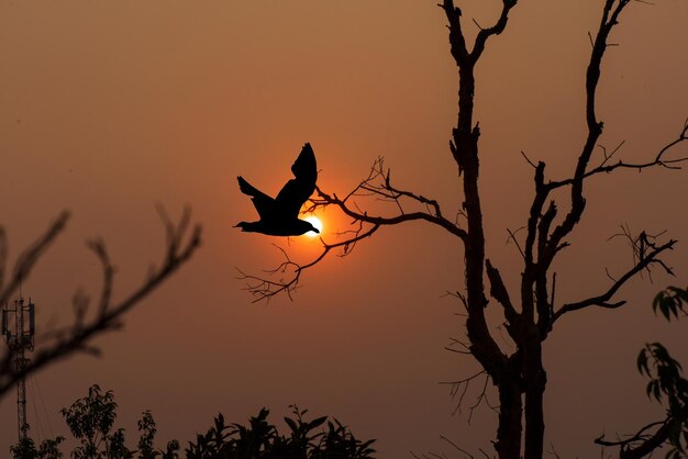 Un pájaro volando frente a una puesta de sol.