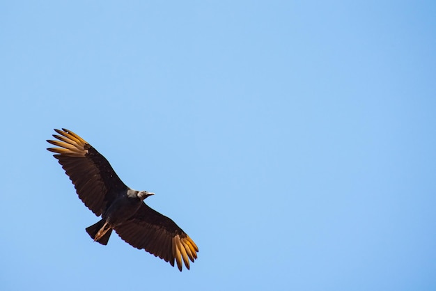 Pájaro volando desde un gran buitre en el cielo azul del enfoque selectivo de luz natural de Brasil