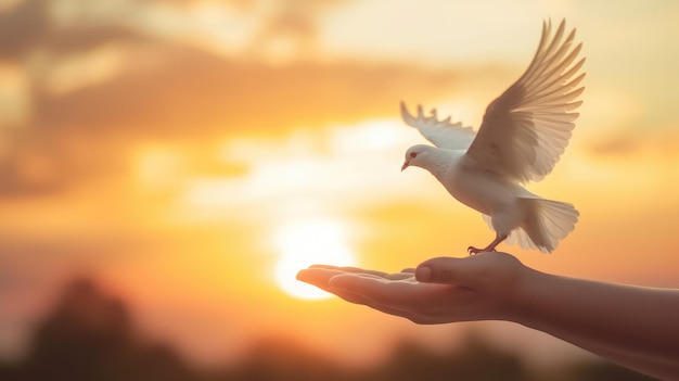 Un pájaro volando en una mano con el sol de fondo