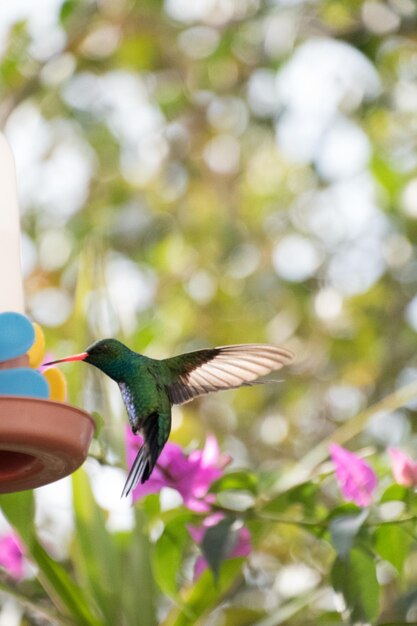 Foto un pájaro volando en una mano