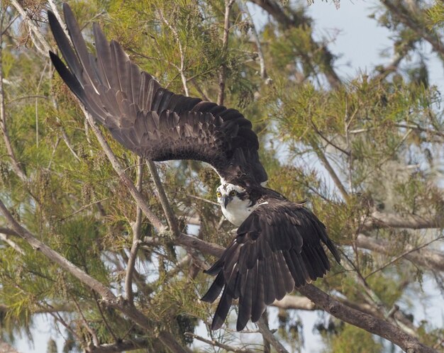 Foto un pájaro volando sobre un árbol