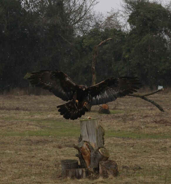 Un pájaro volando sobre un árbol