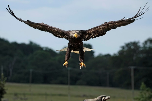 Foto un pájaro volando sobre un árbol