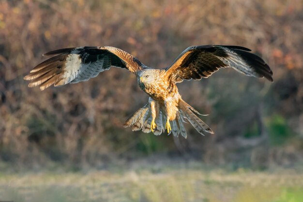 Foto un pájaro volando sobre un campo