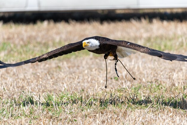 Foto un pájaro volando sobre un campo