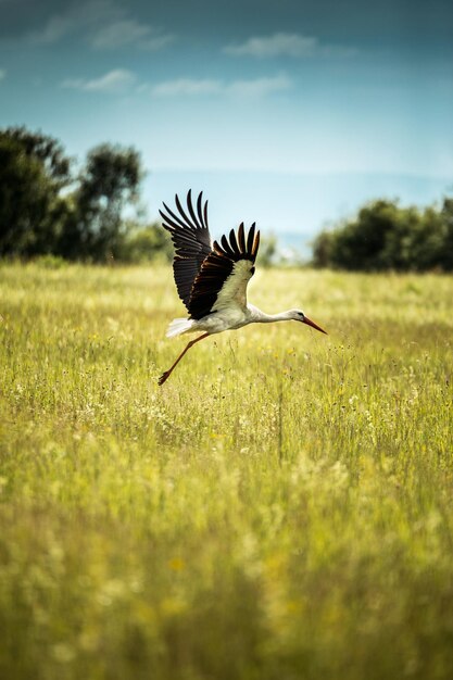 Foto un pájaro volando sobre el campo