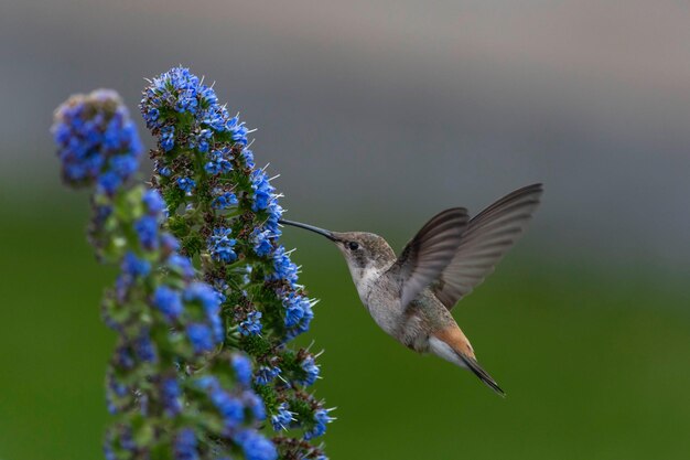 El pájaro volando sobre la flor púrpura