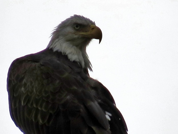 Foto un pájaro volando sobre un fondo blanco