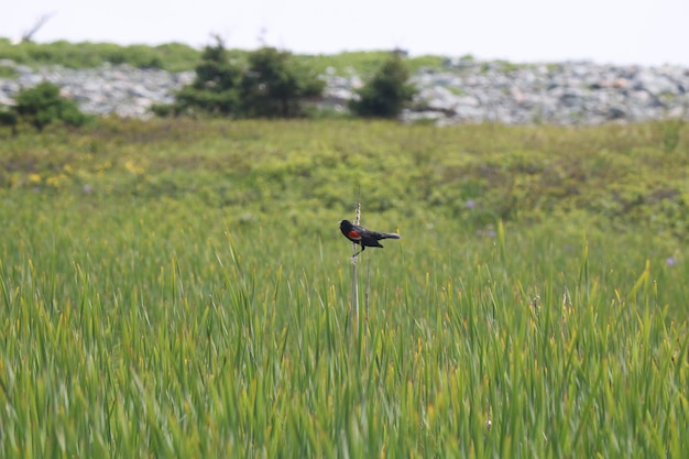 Foto un pájaro volando sobre la hierba en el campo