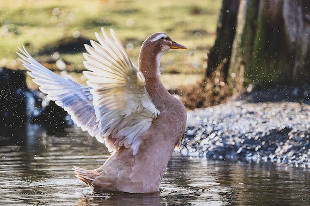 Un pájaro volando sobre el lago