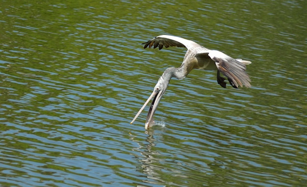 Foto un pájaro volando sobre el lago