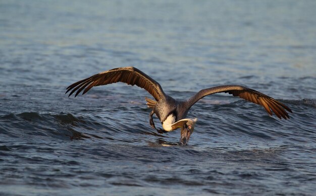 Foto un pájaro volando sobre el lago