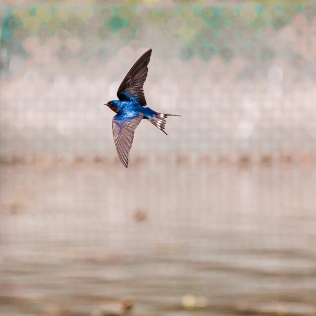 Foto un pájaro volando sobre el lago