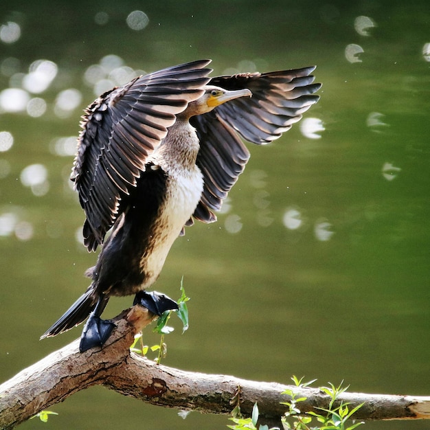 Foto un pájaro volando sobre el lago