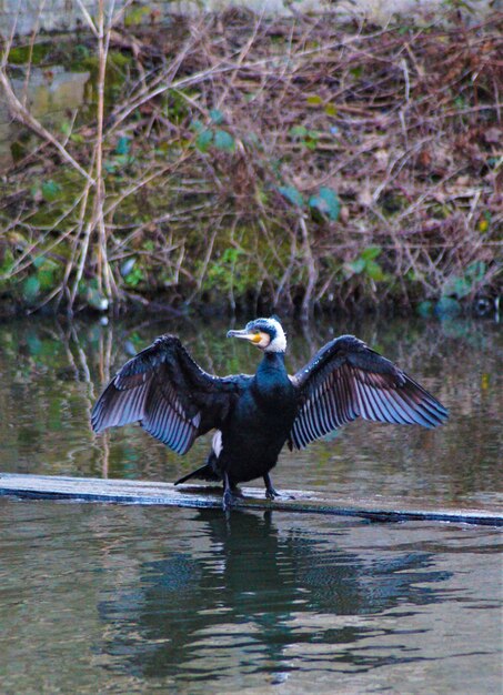 Foto un pájaro volando sobre el lago