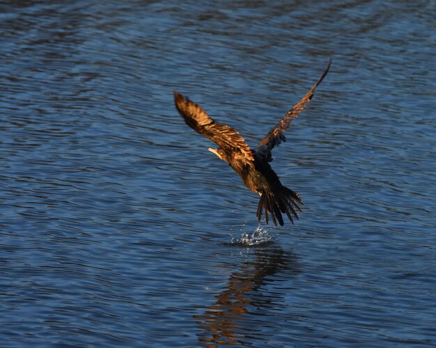 Foto un pájaro volando sobre el lago