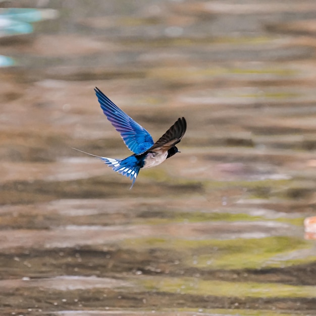 Foto un pájaro volando sobre el lago