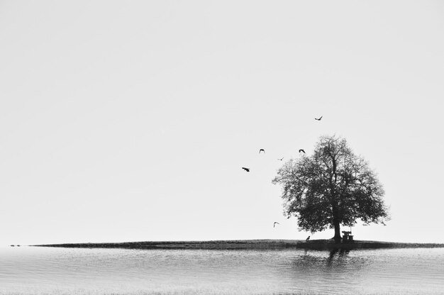 Un pájaro volando sobre el mar contra un cielo despejado