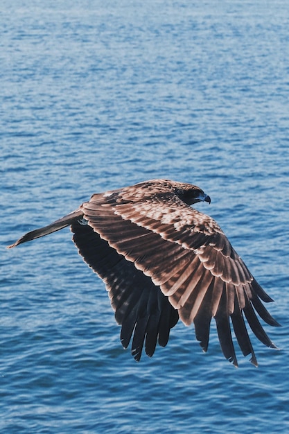 Foto un pájaro volando sobre el mar