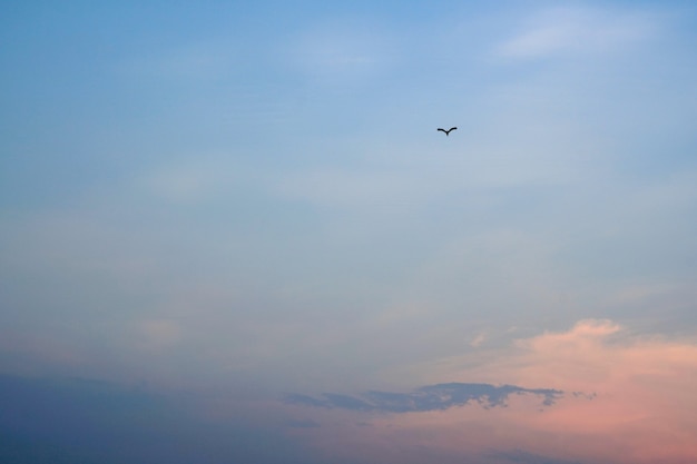 El pájaro volando sobre las nubes al atardecer en los fondos del cielo