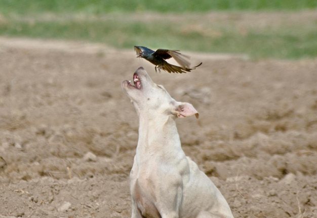 Un pájaro volando sobre un perro.