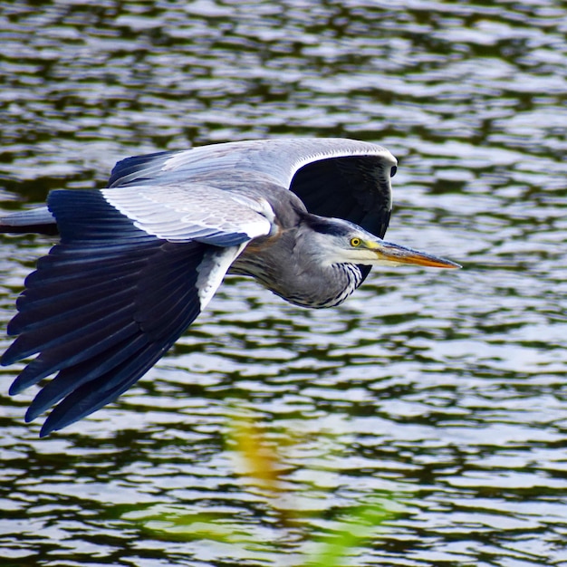 Foto un pájaro volando sobre el río