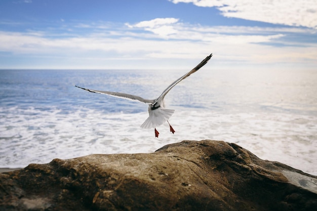 Foto un pájaro volando sobre una roca por el mar contra el cielo