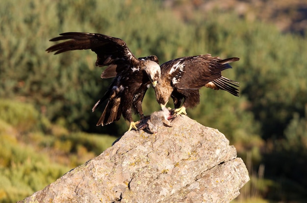 Foto un pájaro volando sobre una roca