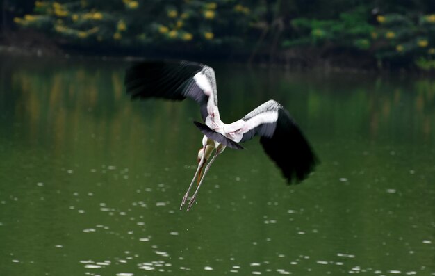 pájaro volando