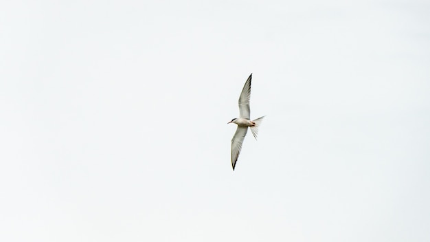 Pájaro vuela en un cielo azul, Anapa, Rusia.