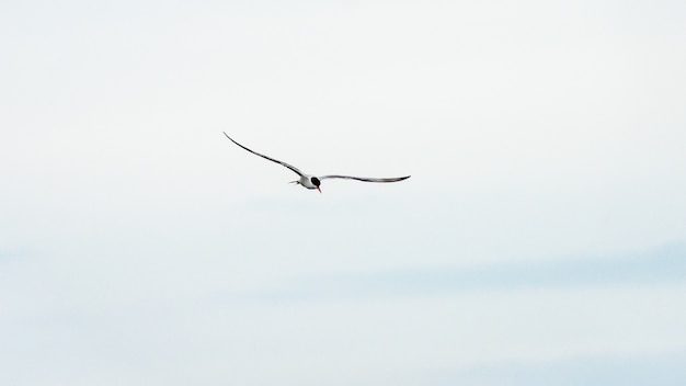 Pájaro vuela en un cielo azul, Anapa, Rusia.