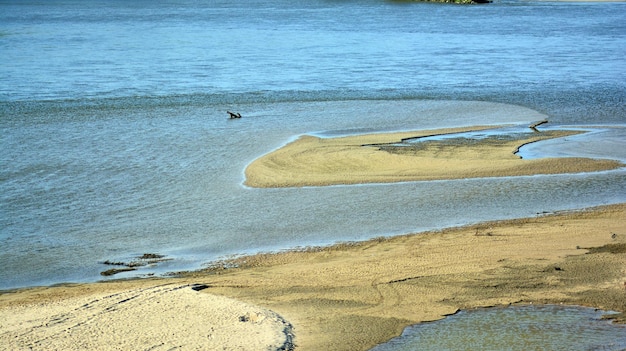 un pájaro vuela sobre el agua y la arena.