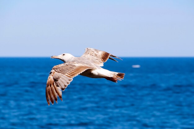 Pájaro vuela sobre el mar con alas extendidas