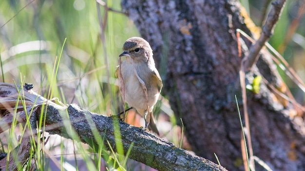 pájaro warbler sosteniendo una hoja de hierba en su pico para construir un nido