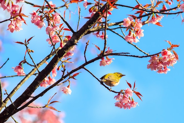 Pájaro WhiteEye en flor de cerezo y Sakura