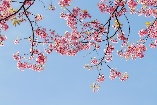 Pájaro WhiteEye en flor de cerezo y Sakura