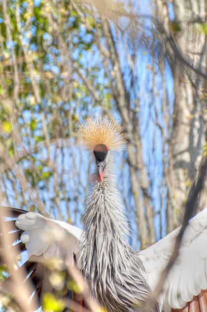 Pájaro