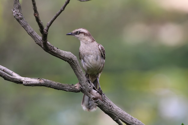 Pájaro