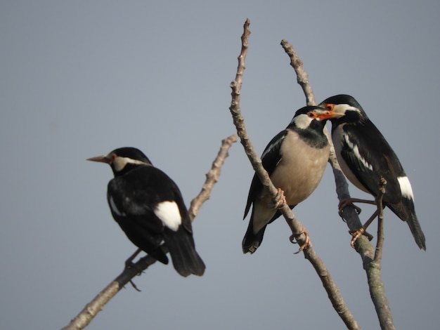 pájaros en acción