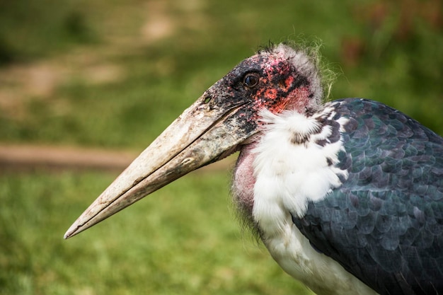 pájaros africanos. Stork Marabou en el Parque Nacional de Ngorongoro, Tanzania