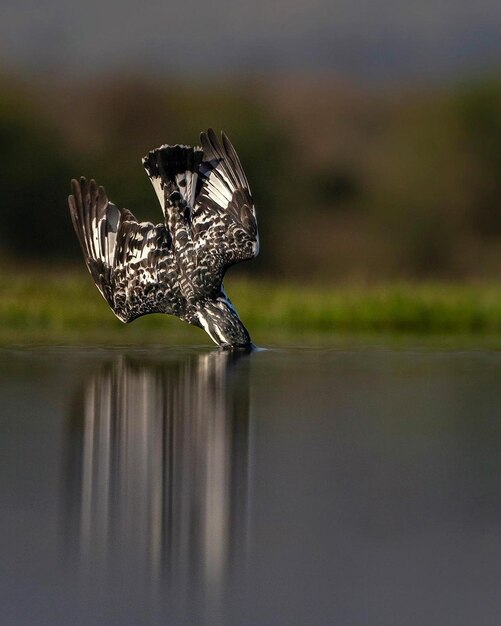 Foto los pájaros y el agua