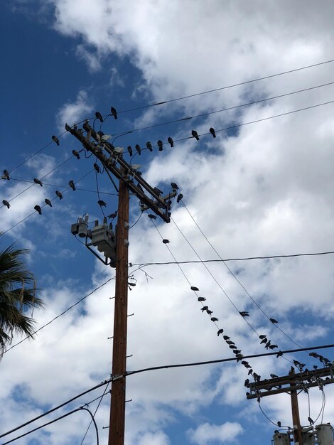 Foto los pájaros en un alambre