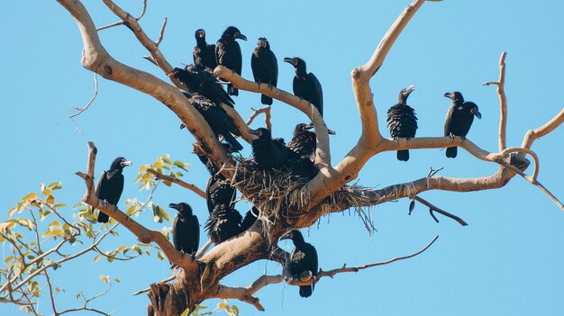 Los pájaros se alojan en su hábitat natural